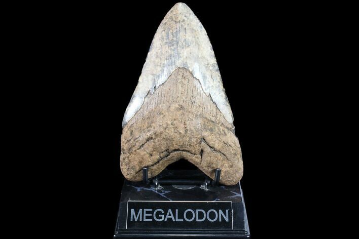 Huge, Fossil Megalodon Tooth - Georgia #86182